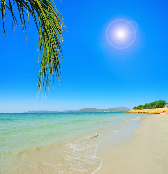 Palmtak aan zee in Sardinië — Stockfoto