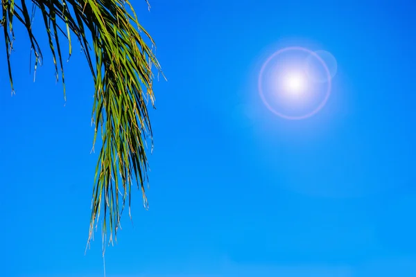 Пальмовая ветвь под сияющим солнцем — стоковое фото
