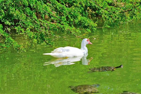Ördek ve kaplumbağalar yeşil bir havuzda — Stok fotoğraf