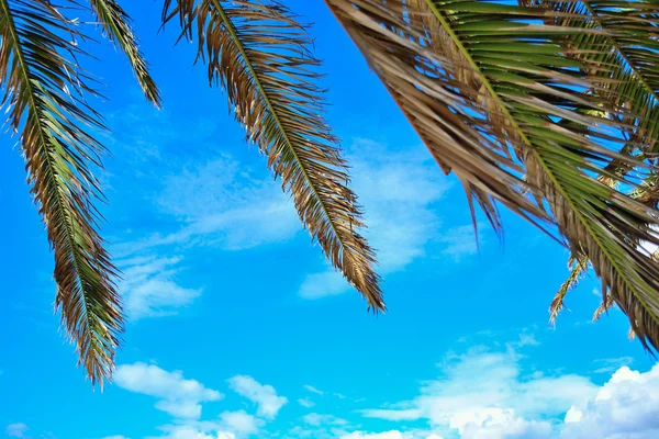 Пальмовые ветви в ясный день — стоковое фото
