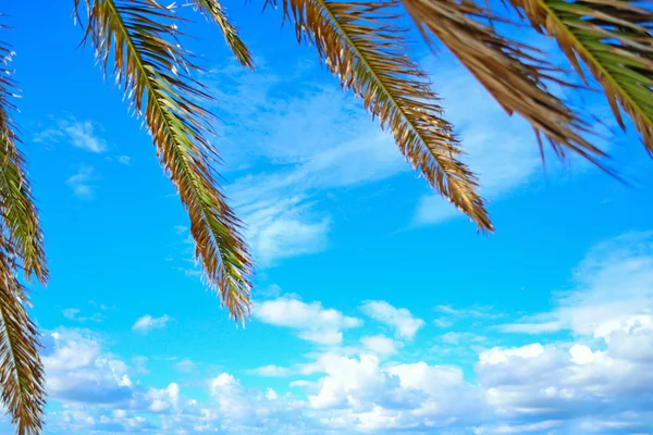 Palmové ratolesti za jasného letního dne v Sardinii — Stock fotografie