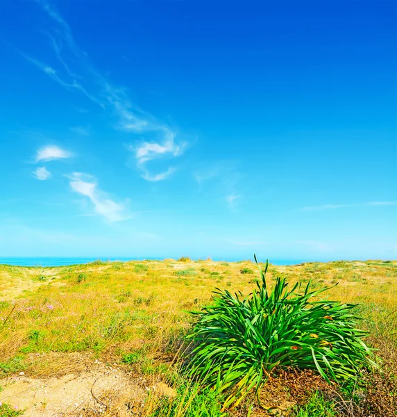 Plantas amarillas y verdes junto al mar en la playa de Platamona — Foto de Stock