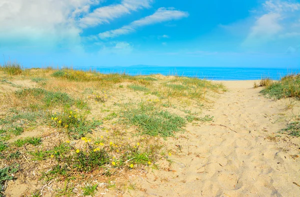 Желтый песок на берегу Платамоны — стоковое фото