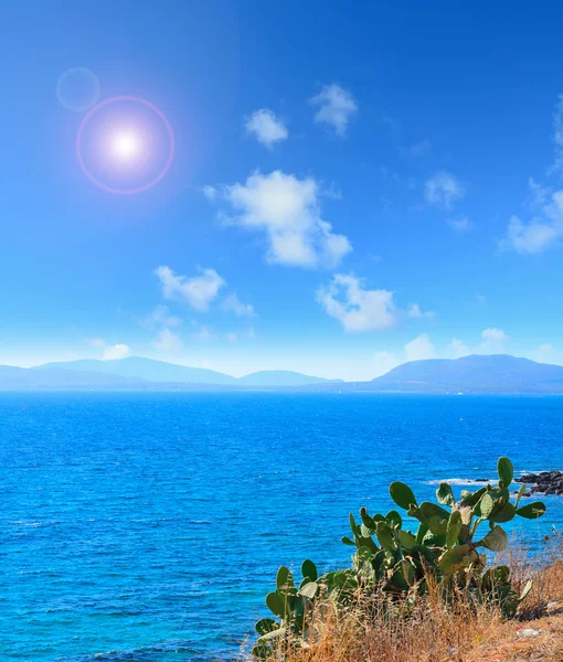 在撒丁岛海边的绿色仙人掌 — 图库照片