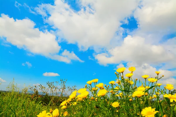 Gelbe Blüten unter weißen Wolken — Stockfoto