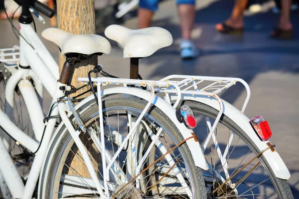 Bicicletas blancas apoyadas en un árbol —  Fotos de Stock