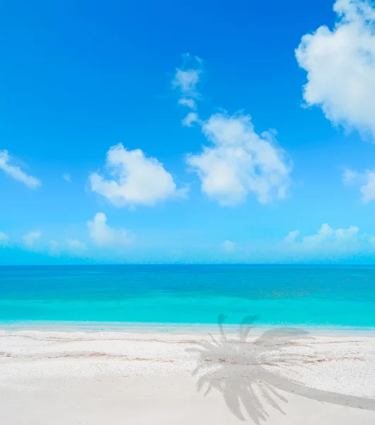 Palm shadow in a tropical beach — Stock Photo, Image