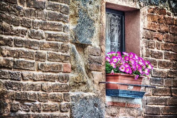 Fleurs roses dans un rebord de fenêtre rustique à Florence — Photo