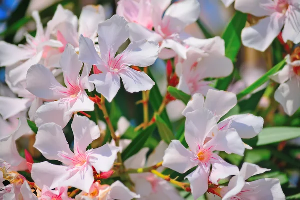 Close up van roze oleanders — Stockfoto