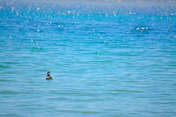 Чайка поодинці плавають у Альгеро море — стокове фото