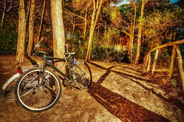 Bicicletas en el bosque por la noche — Foto de Stock