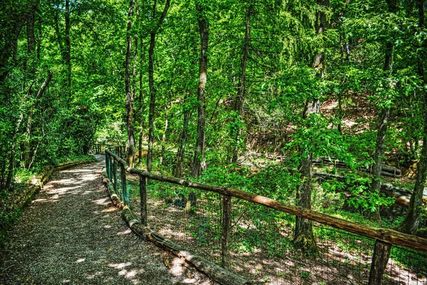 Weg in einem grünen Wald in der Toskana — Stockfoto