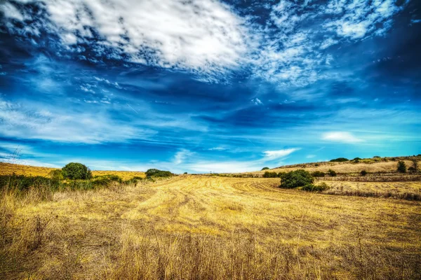 Yellow meadow under a dramatic sky in Sardinia — Stock Photo, Image