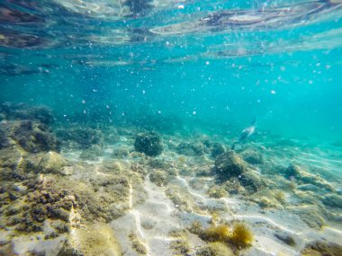 cormorant hunting underwater in Sardinia