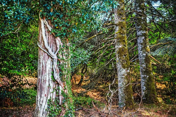 Straszne drzewa w lesie — Zdjęcie stockowe