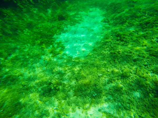 Seaweeds in a Sardinian sea floor — Stock Photo, Image