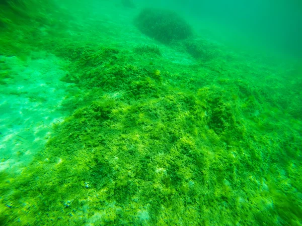 Algas verdes em um fundo marinho da Sardenha — Fotografia de Stock