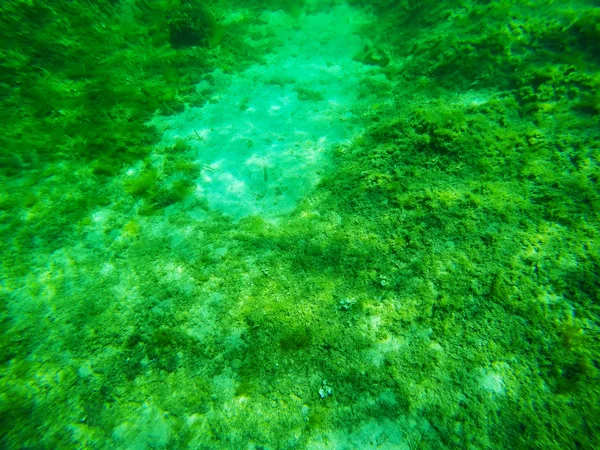 Underwater view of a Sardinian sea floor — Stok fotoğraf