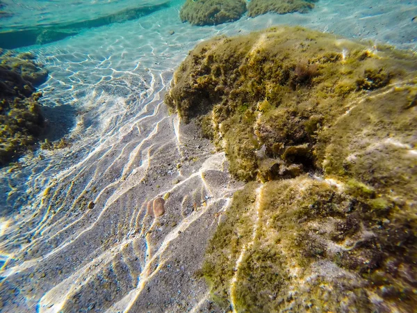 Žluté chaluhy a modrá voda — Stock fotografie