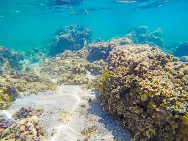 Rochas e algas no fundo do mar — Fotografia de Stock