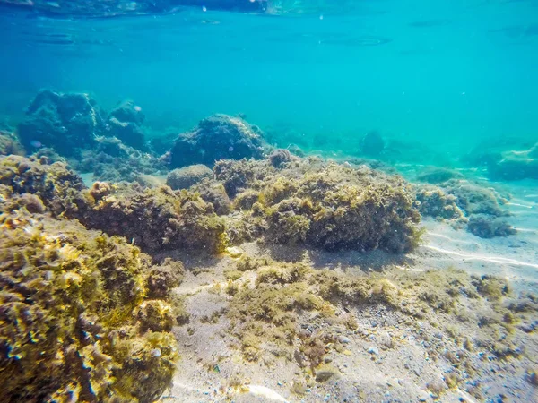 Rocas y algas marinas en el mar Imagen de archivo