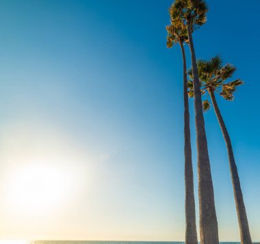 Newport Sahili 'nde gün batımında okyanus kıyısında palmiye ağaçları. Kaliforniya, ABD