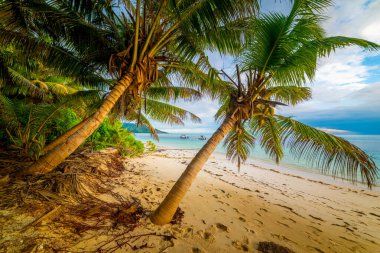 Tropik bir sahilde, deniz kenarında palmiye ağaçları. Seyşeller, Hint Okyanusu