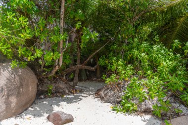 Seyşeller 'deki ormanın kumlu yolu, Hint okyanusu.