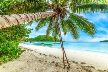 Tropik bir sahilde palmiye ağacının üzerinde tahta merdiven. Seyşeller, Hint Okyanusu