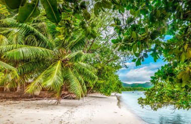 Boş bir sahilde suyun üzerinde bitkiler. Seyşeller, Hint Okyanusu