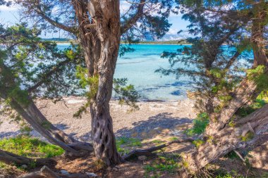 Lu Impostu sahilindeki çam ağaçları. Sardunya, İtalya