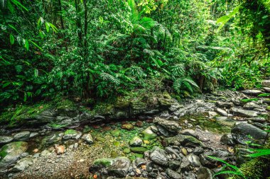 Basse Terre ormanında bir dere. Guadeloupe, Karayipler