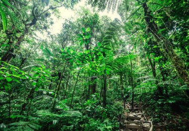 Basse Terre ormanında taş basamaklar. Guadeloupe, Karayipler
