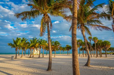 Crandon Park 'ta gün batımında palmiye ağaçları. Florida, ABD