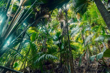 Seyşeller 'deki yemyeşil tropikal yağmur ormanları. Uzun palmiye ağaçları, sık eğreltiotları ve diğer tropikal bitkiler zengin yeşil bir tepe örtüsü oluştururlar. Güneş ışığı yaprakların arasından süzülür