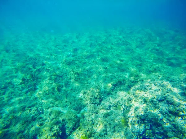 Cama de mar verde na Sardenha — Fotografia de Stock