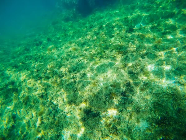 Kleine Fischschwärme auf grünem Meeresboden — Stockfoto