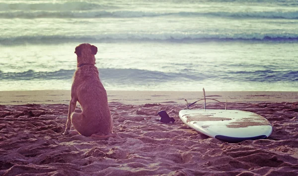 Perro y tabla de surf al atardecer —  Fotos de Stock