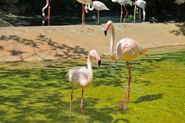 Flamingo's op het water — Stockfoto