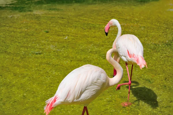 Pink flamingos in a pond — Stock Photo, Image
