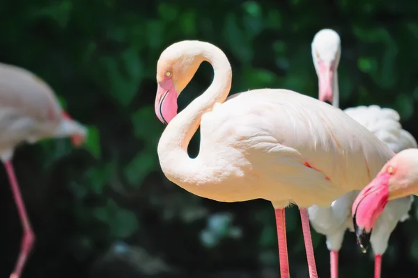 Flamingo's op donkere achtergrond — Stockfoto