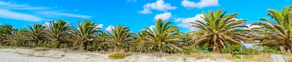 Palmen unter blauem Himmel — Stockfoto