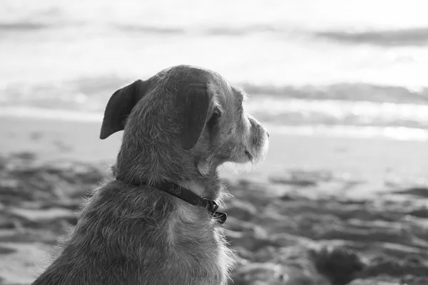 Triste perro mirando al mar — Foto de Stock