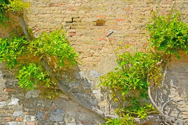 Planta de escalada em uma parede de tijolo — Fotografia de Stock