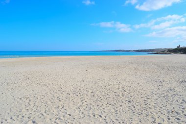 La pelosa net bir gün sahilde