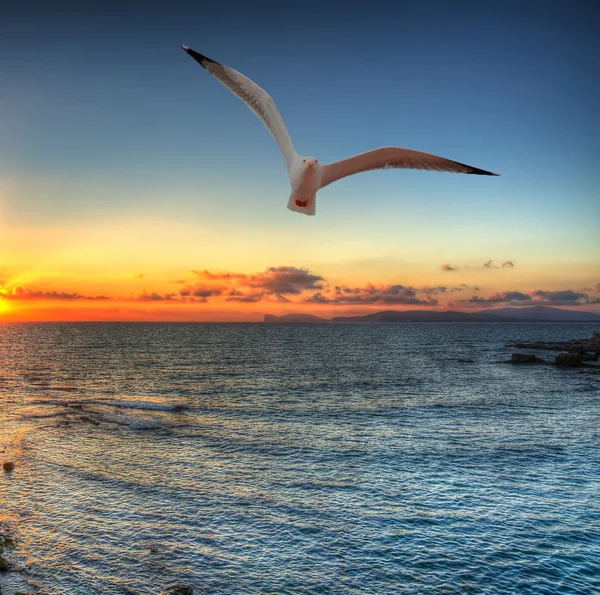 Seagull silhouette in an orange sky — Stock Photo, Image