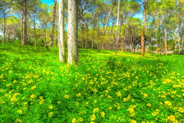 Eukaliptusz és fenyő fákkal, egy zöld rét alghero — Stock Fotó