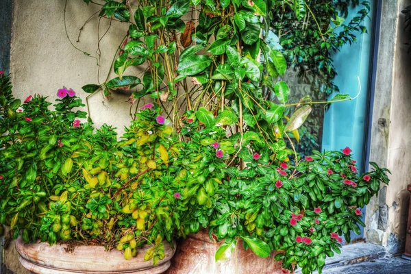 Close up of colorful plants in Florence — Stock Photo, Image