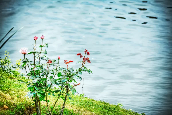 Roses by Arno bank in Florence — Stock Photo, Image