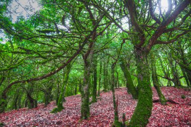 yeşil ve kırmızı orman